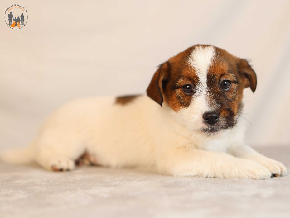 Jack Russell Terrier ZKwP FCI