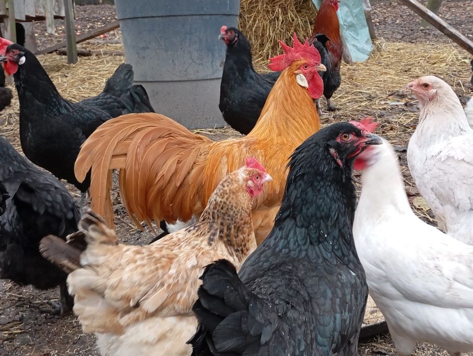 Jaja lęgowe, kolorowe jaja