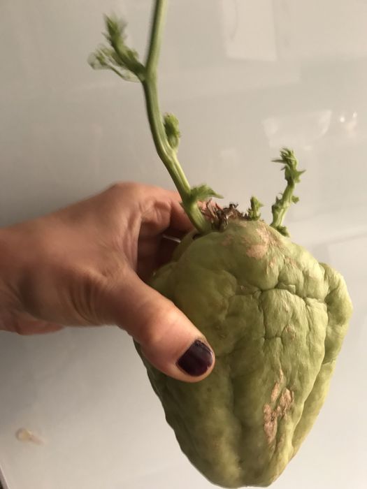 Laranjas bio, preço por kg