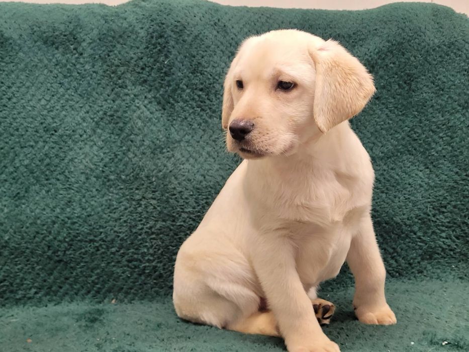 Biszkoptowy pies Labrador Retriever FCI ZKwP samiec po 3 szczepieniach