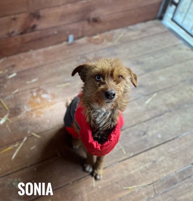 Terrierowana Sonia, delikatna, łagodna, okolo 5 lat