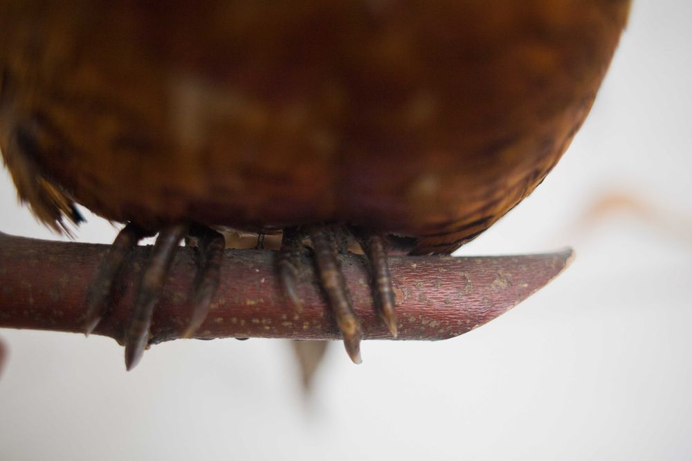 Wypchany bażant w takim sobie stanie