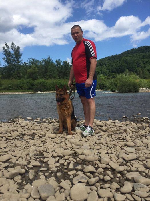 Кобель для в'язки.