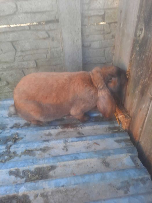 Samce barana francuskiego