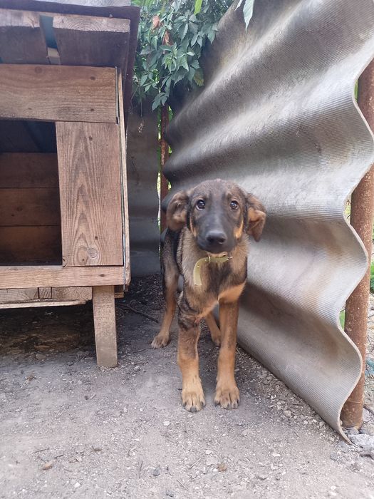 Особливе цуценя після ДТП