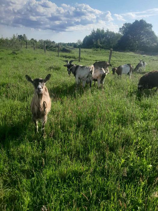 Молочні молоді кози ..