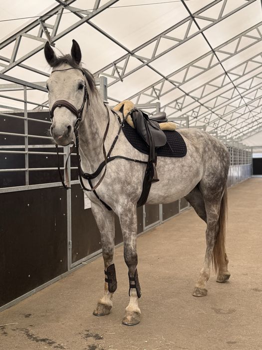 Wałach  po Hickstead White