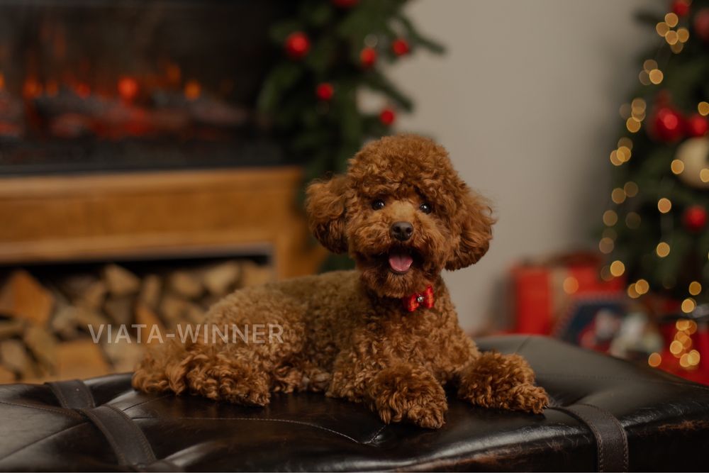 Той пудель КСУ в‘язка