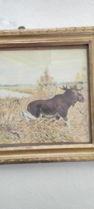 Stary obraz myśliwski Łoś, złota  Rama