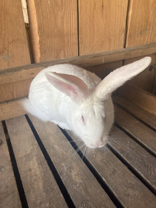 Кролі породи термонська біла самки та самці  різного віку