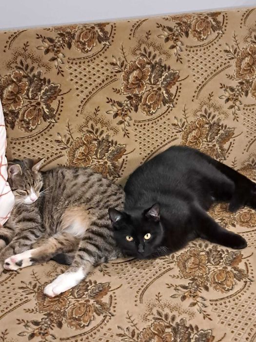 Kocurki szukają domku