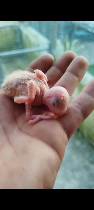 Agapórnis bebes para acabar de criar a mão