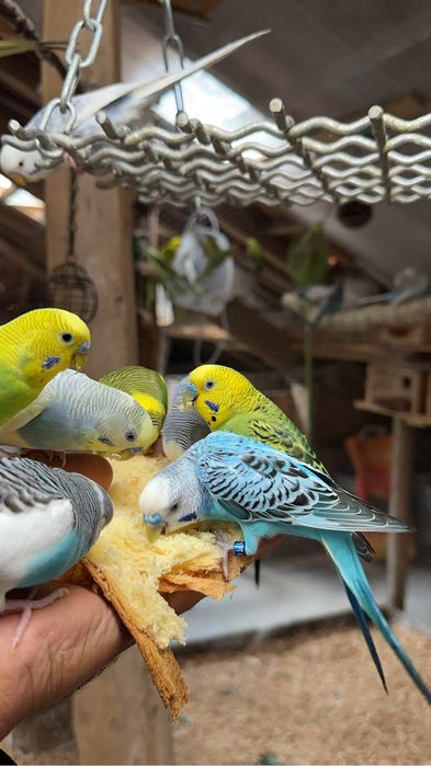 Periquitos australianos