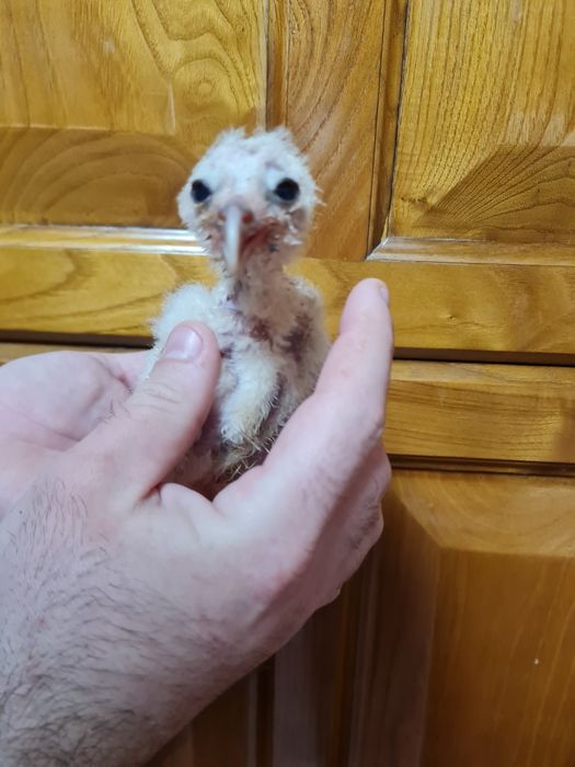 Aves para criar a mão