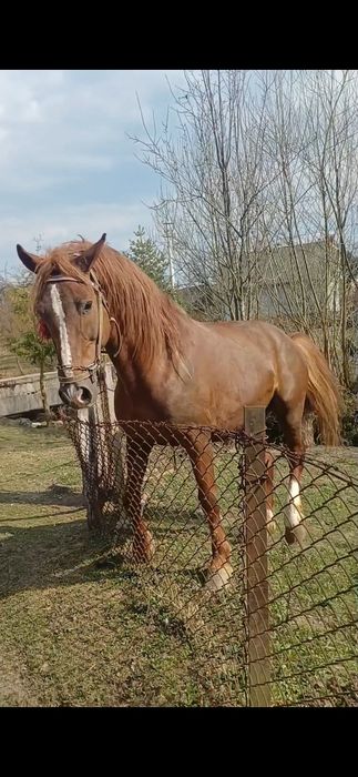 Продам.   жеребця