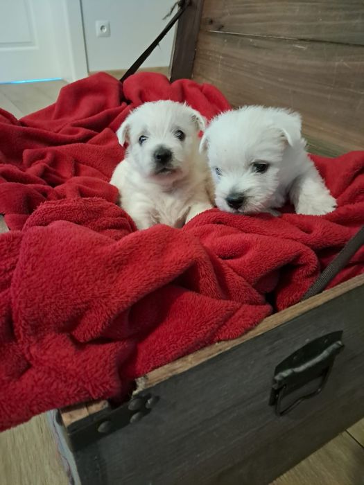 West highland white terrier-rezerwacja