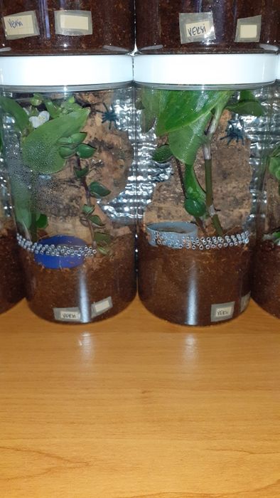 Zestaw Caribena Versicolor l1