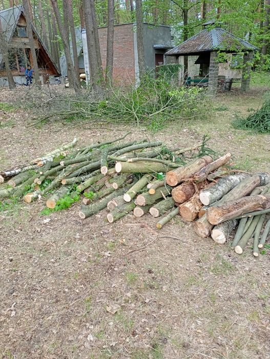 Sprzedam drewno prosto z wycinki