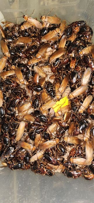 DUŻE Karaczany Tureckie 2-3cm 1000 szt | Gekon, Agama, scynk, kameleon | CrickRoach
