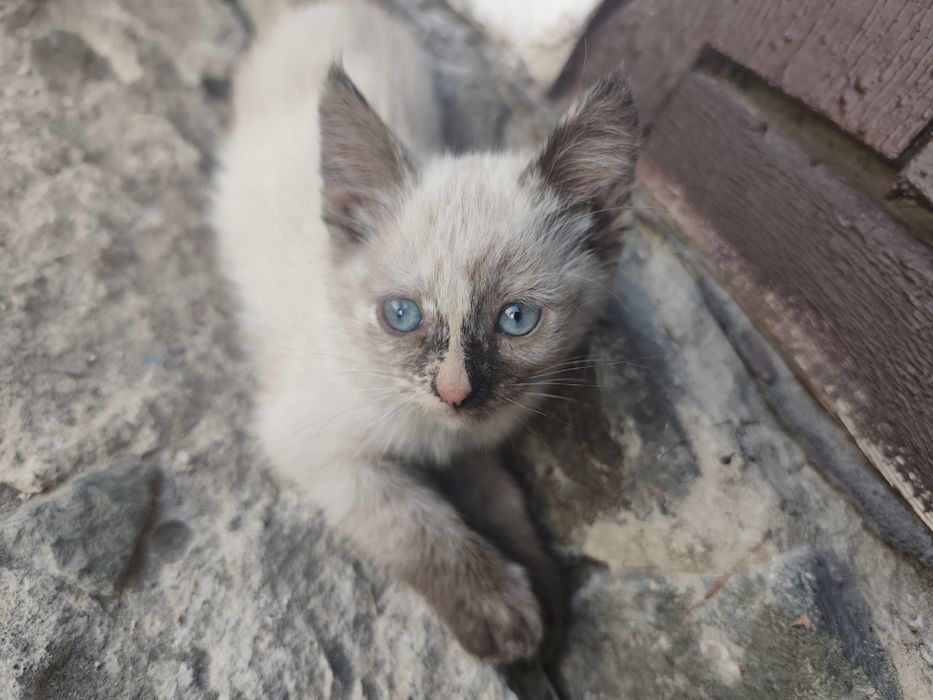 Віддам в хороші руки кошеня