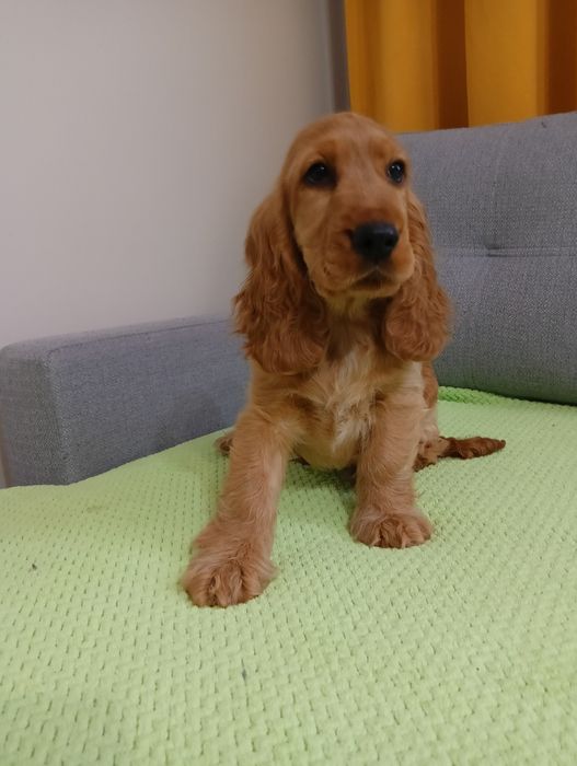 Cocker spaniel angielski -piesek