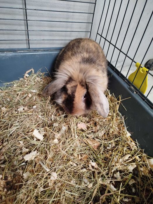 Conjunto de coelhos mini lop
