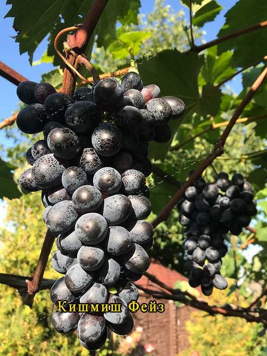 Саджанці винограду (Харків)