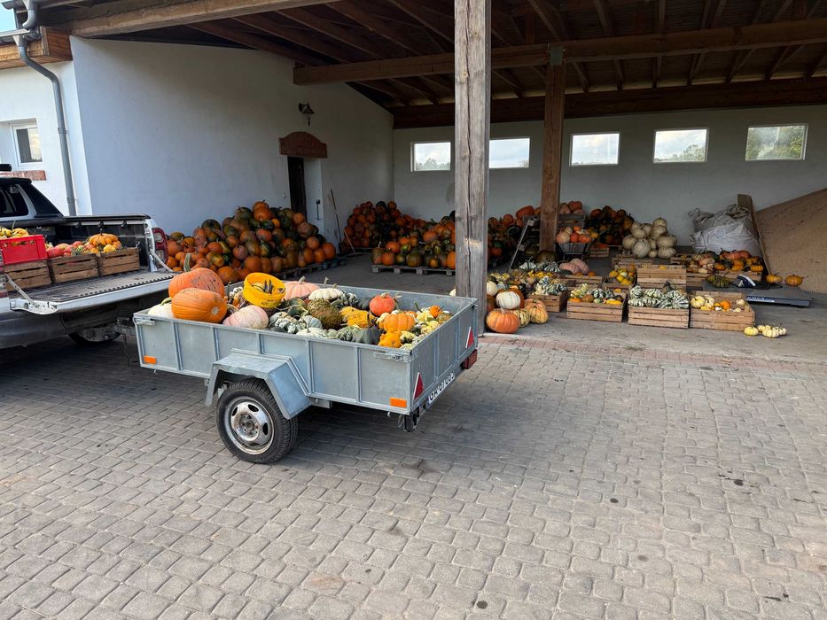 Dynia Halloween i Ozdobne, Duży wybór, Tanio!!!