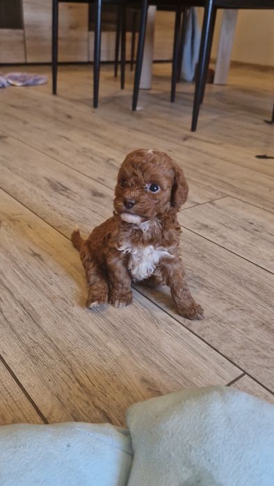 Cavapoo  F1b śliczny chłopiec
