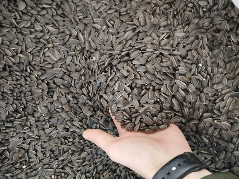 Соняшник чорний калібром від 3.8 до 4.0. Ціна за 1 кг.