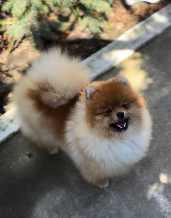 Щенки померанского шпица