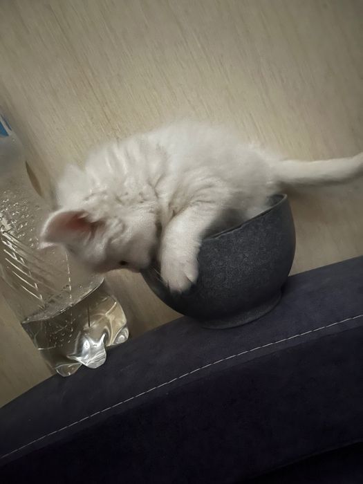 Отдам котика в хорошие руки