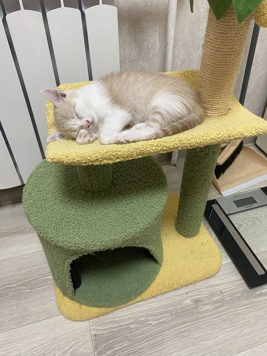 Чистокровний бежевий шотландський хлопчик