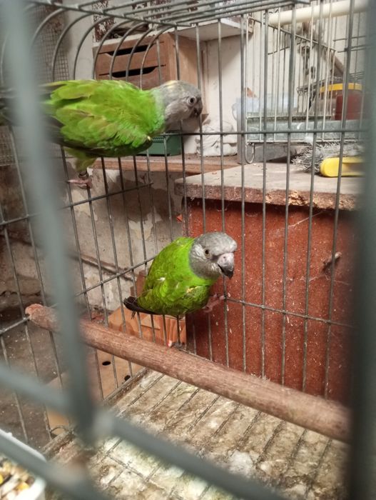Casal papagaios do Senegal