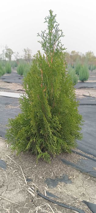 Туя Смарагд, вічнозелена