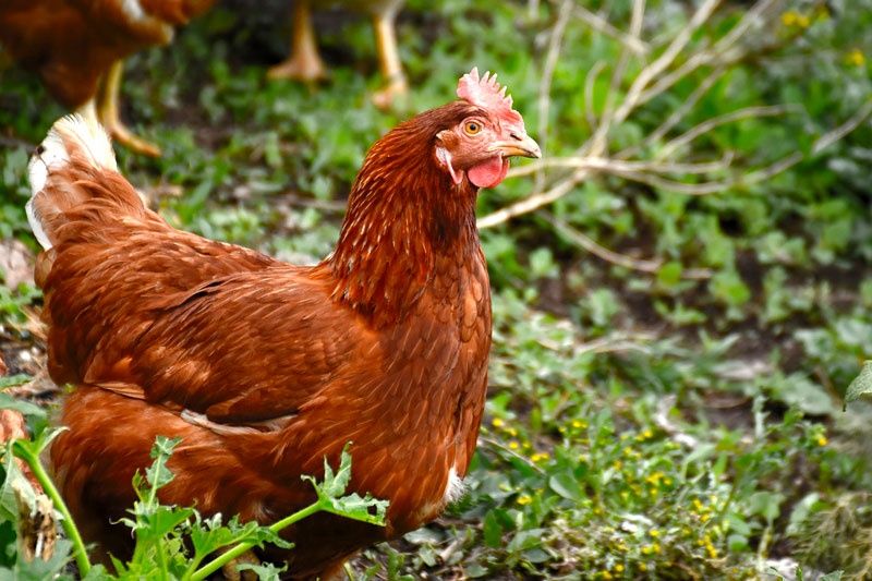 Инкубационное яйцо курицы Редбро