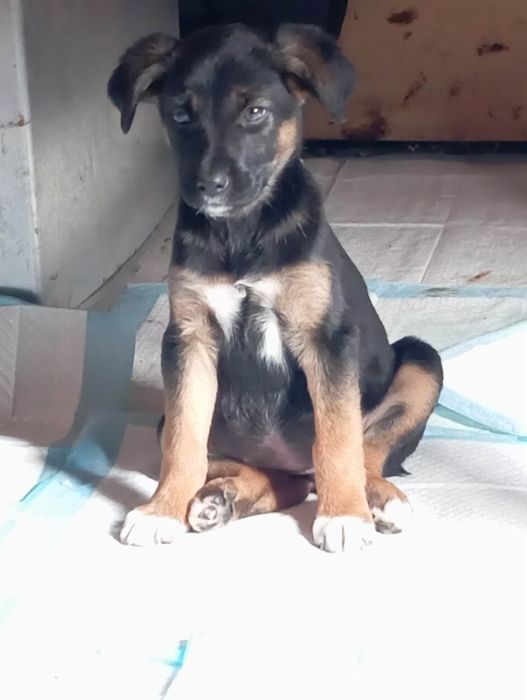 Pokochaj Misty daj dom