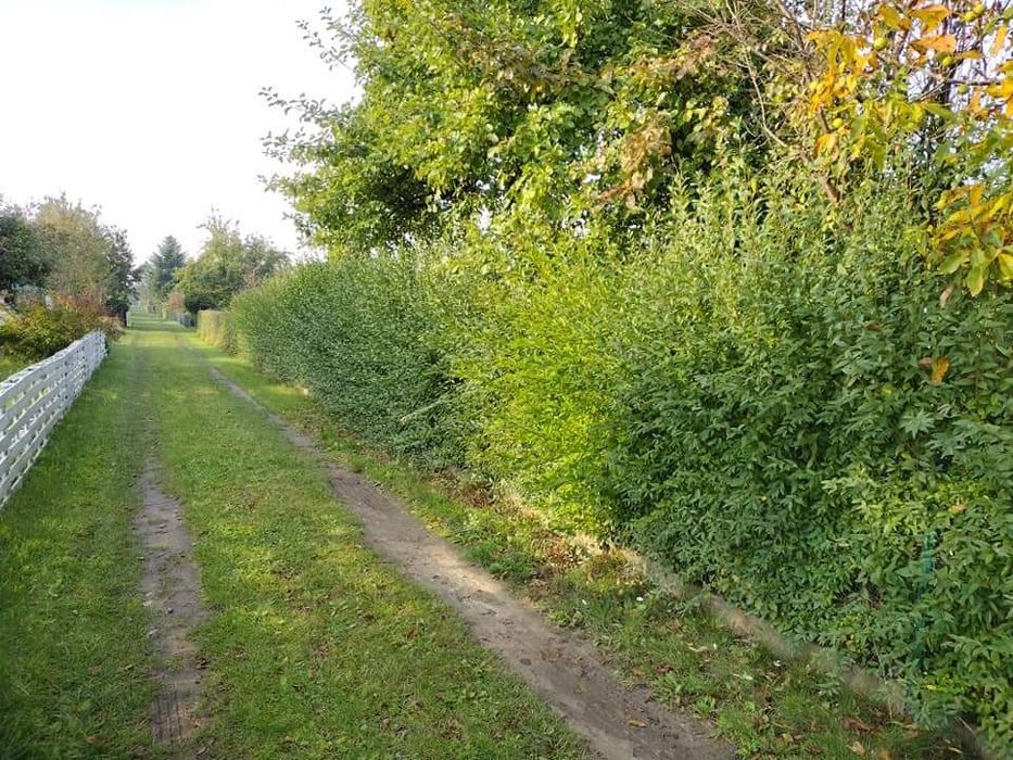 Przycinanie drzew,Przycinanie żywopłotów, utylizacja gałęzi, Koszenie