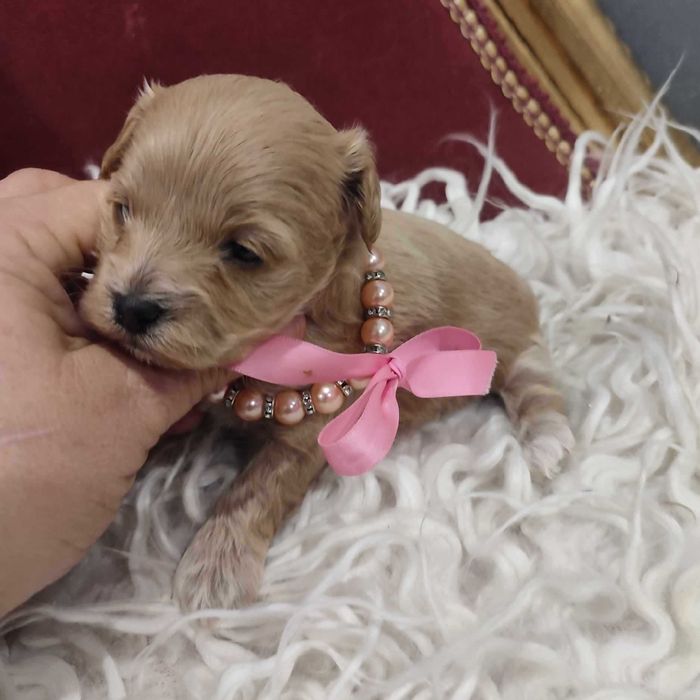 Maltipoo > maltańczyk & pudel toy > jak laleczki.