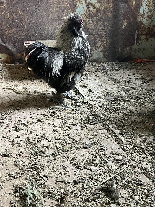 Шелковый петух.