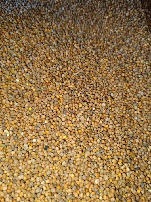 Rzodkiew oleista karma dla ptaków