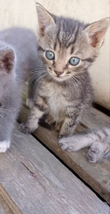 Кицька, котеня дівчинка