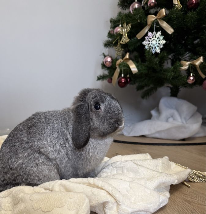 Kroliczki do adopcji