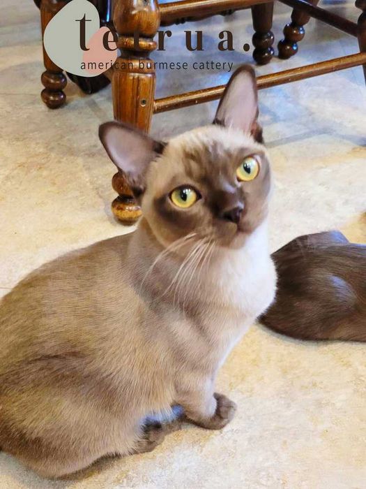 Котик бурмы американской, очень ласковый и ручной!