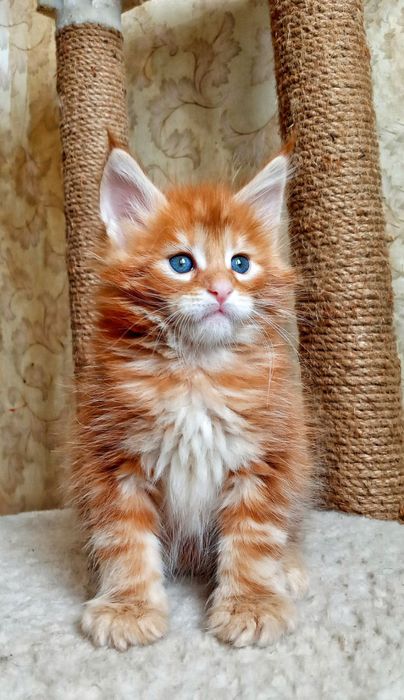 Мальчик будущий гигант Мейн-Кун с мягким характером