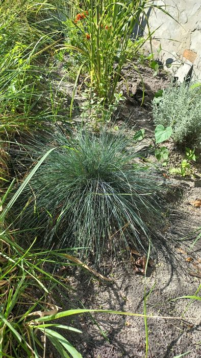 Міскантус гарний злак.