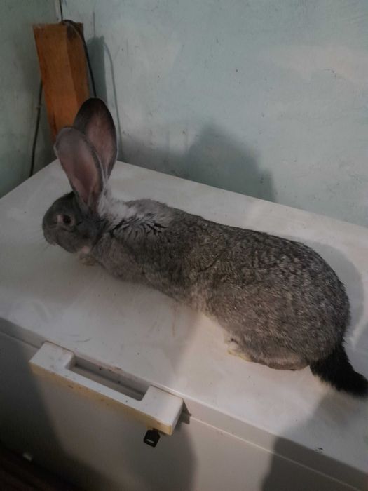 Olbrzym belgijski - samiec