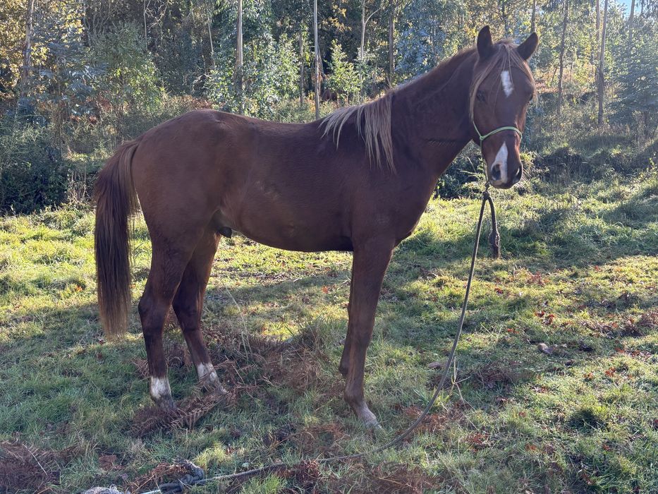 Vendo cavalo luso-árabe