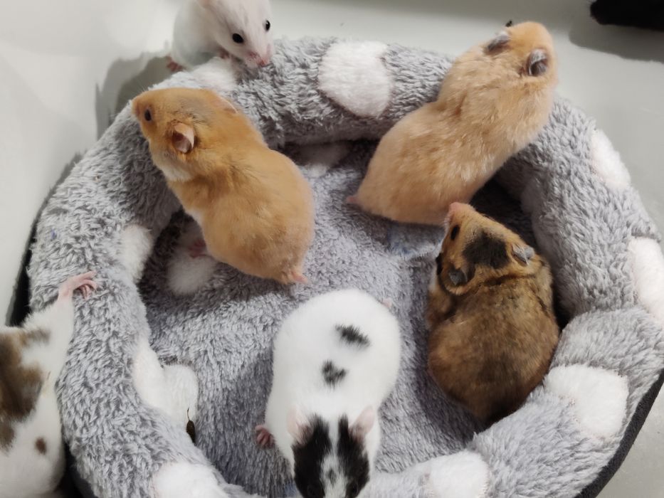 Chomiki syryjskie gładkowłose młode sklep zoologiczny Julianowska 7b