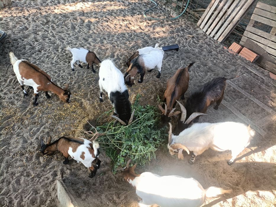 Vende-se cabras anãs